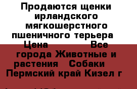 Продаются щенки ирландского мягкошерстного пшеничного терьера › Цена ­ 30 000 - Все города Животные и растения » Собаки   . Пермский край,Кизел г.